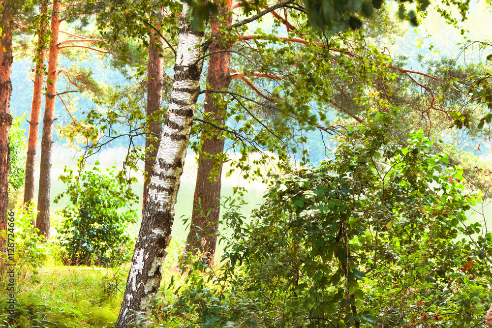 Fototapeta premium forest on the shore of lake