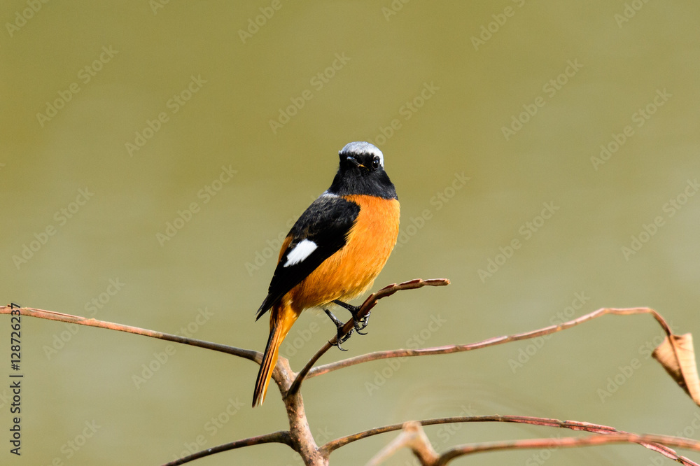 Fototapeta premium ジョウビタキ オス