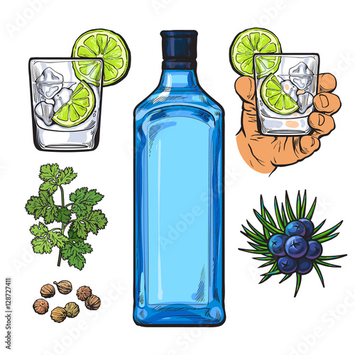 Gin bottle, shot glass with ice and lime, juniper berries, parsley, cardamom, sketch vector illustration isolated on white background. hand drawn gin bottle, shot glass and cocktail ingredients
