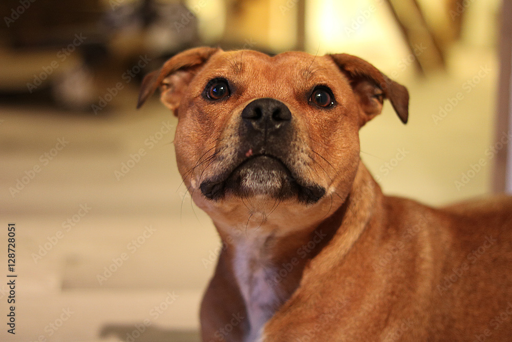 Cute staffordshire bullterrier Cute staffordshire bullterrier