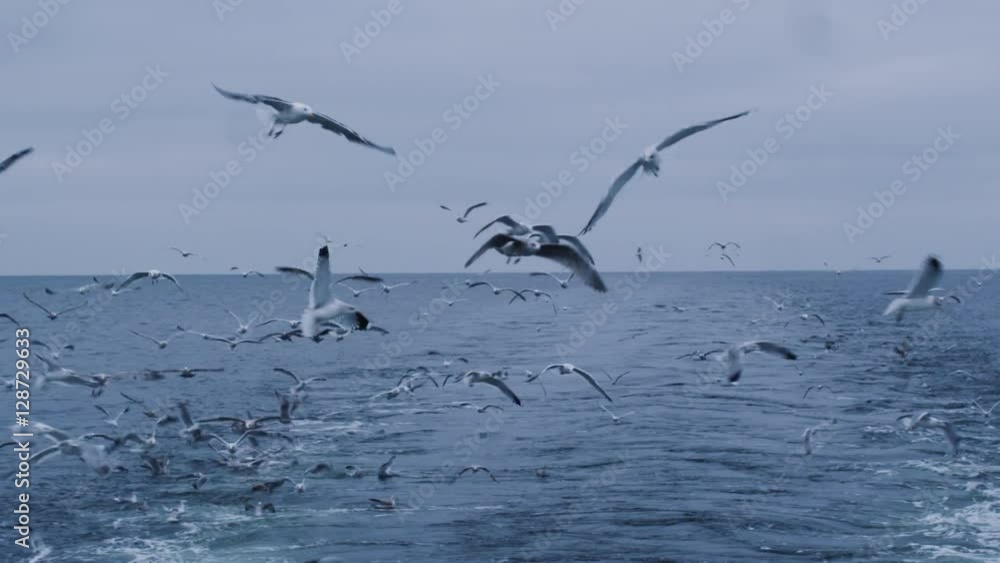 Flock of Seagulls Fly over the Sea Looking for Food. Shot on RED Cinema Camera in 4K (UHD). Flock of Seagulls Fly over the Sea Looking for Food. Shot on RED Cinema Camera in 4K (UHD).