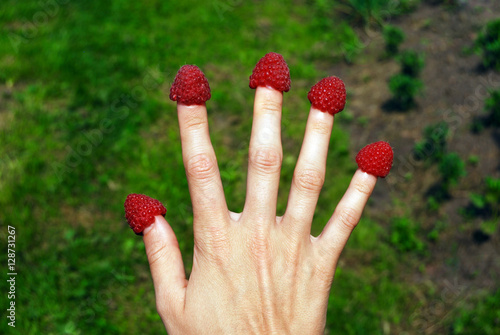 raspberries on the tips of thin female fingers photo