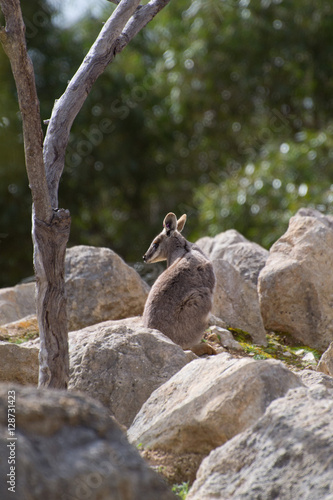 Australian wallaby hiding in rocks