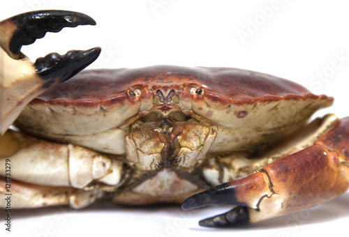 Raw edible crab (Cancer pagurus) close up on white background