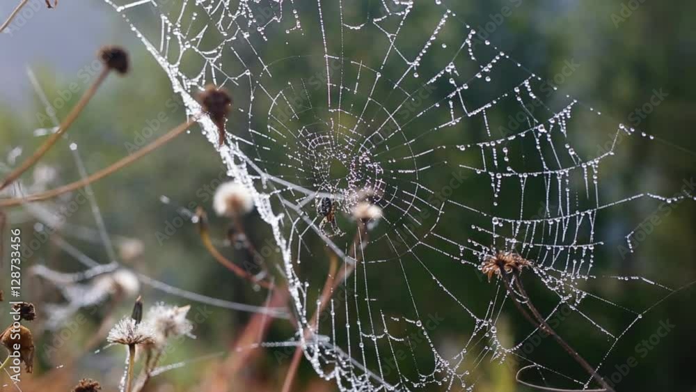 Spider on the wet web among dry grass and flowers Spider on the wet web among dry grass and flowers