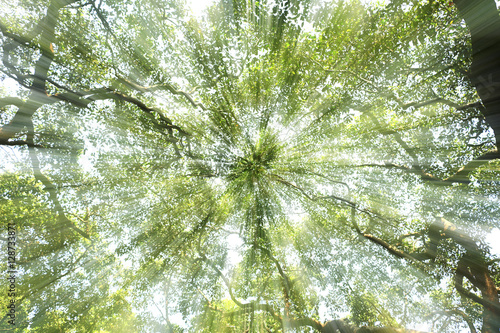 Tree top under the afternoon sun light 