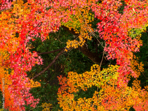 autumn in Mitake-George Japan