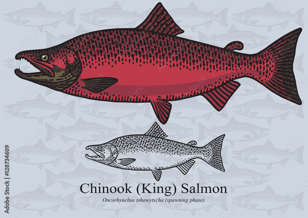Obraz premium Chinook (King) Salmon (Spawning phase). Vector illustration for artwork in small sizes. Suitable for graphic and packaging design, educational examples, web, etc.
