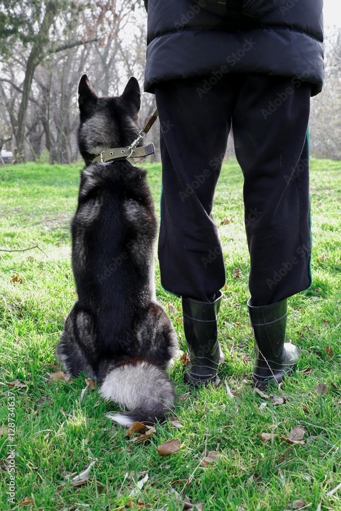 Obraz premium Husky dog sitting in the forest with its owner