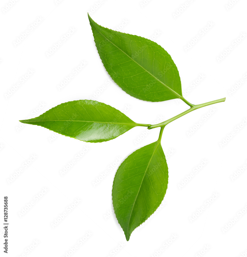 Green tea leaves Green tea leaves