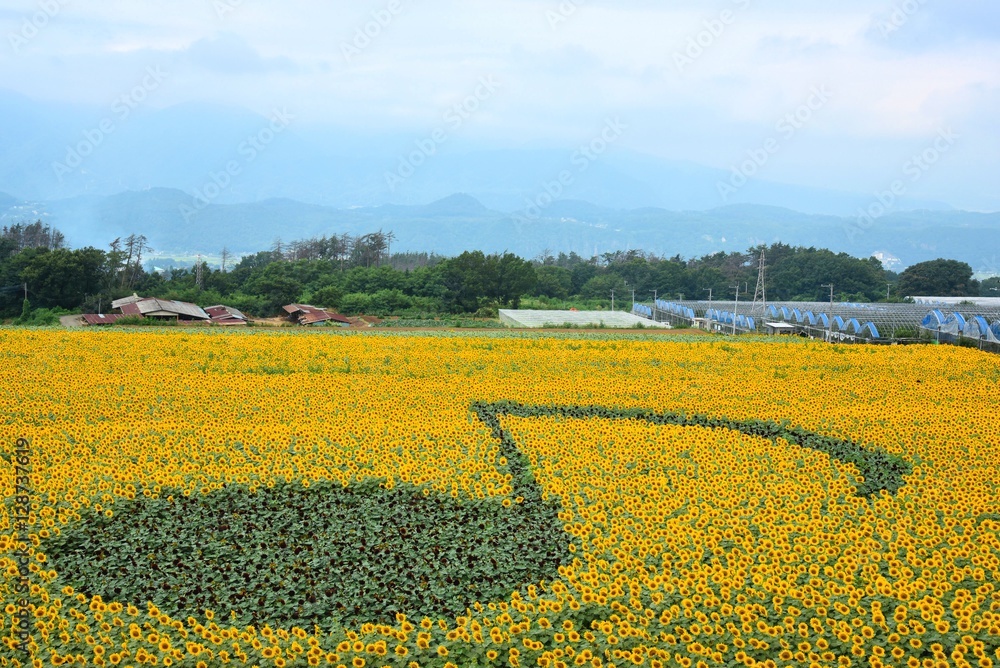 Naklejka premium 明野のひまわり