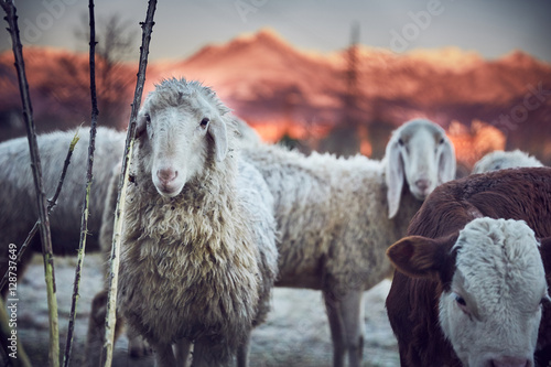 Pecore al pascolo in montagna all'alba photo