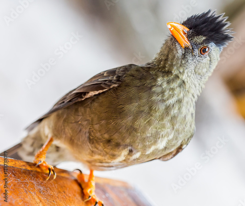  Bulbul gros bec, oiseau endémique des Seychelles,