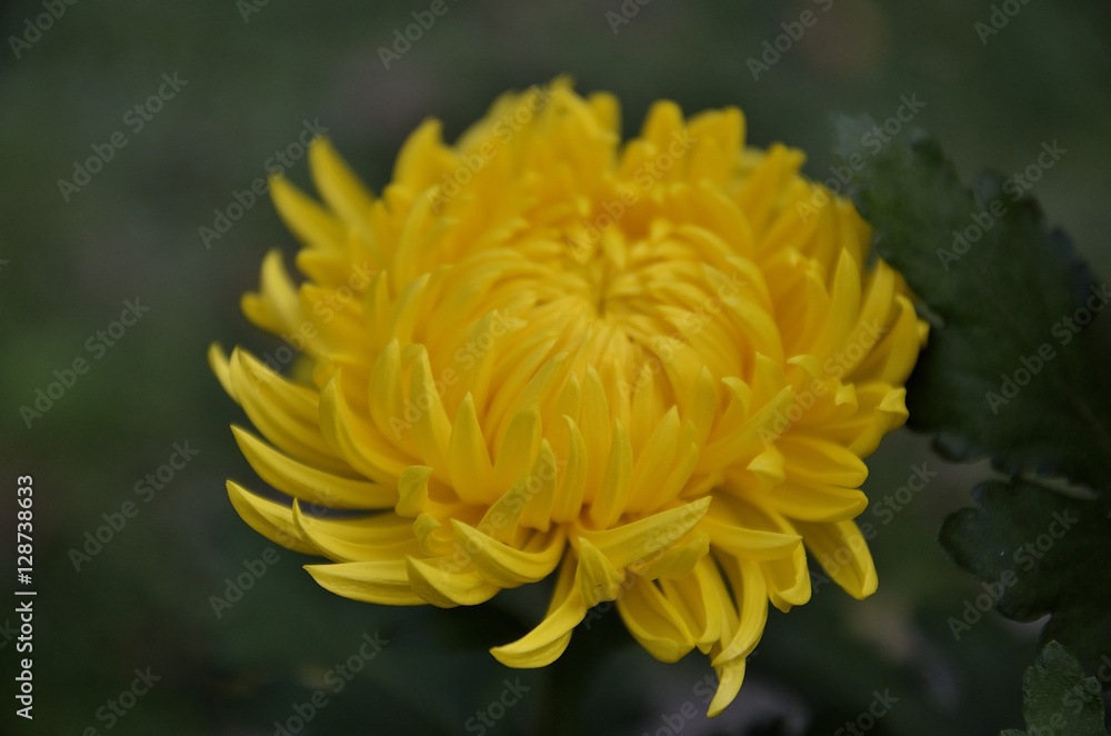 crisantemo giallo crisantemo giallo