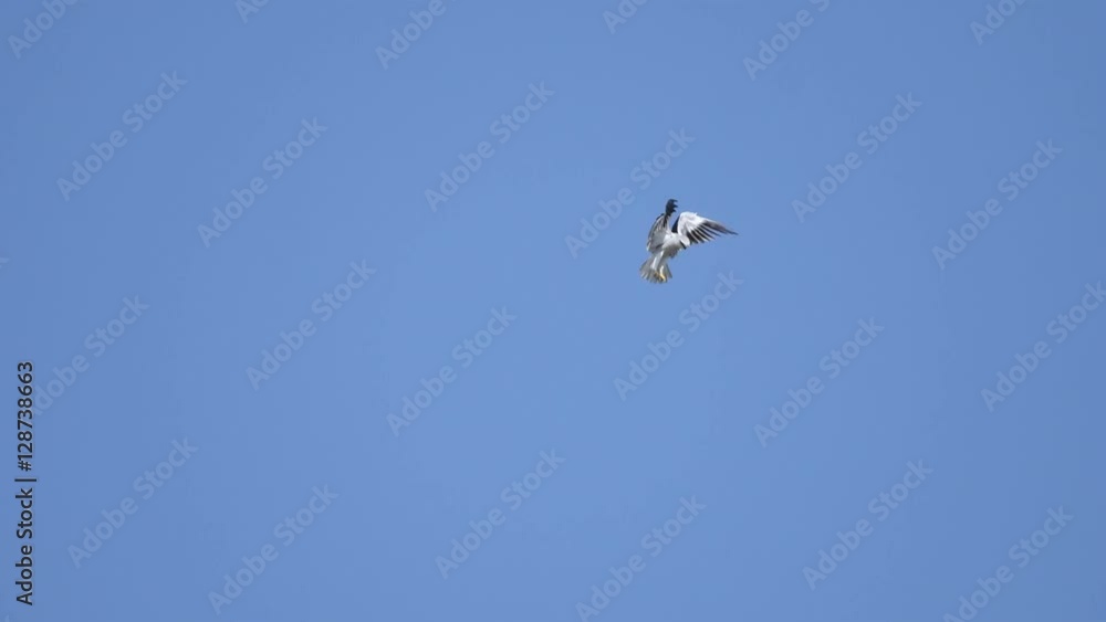 Black-shouldered Kite hovering in blue sky. Black-shouldered Kite hovering in blue sky.