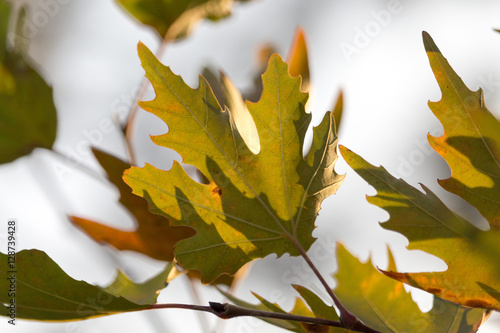 Foliage photot photo