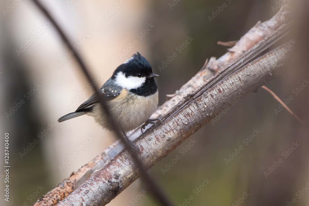 coal tit is sitting on a tree branch having lifted up the head o coal tit is sitting on a tree branch having lifted up the head o