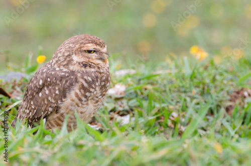 Owl with beautiful yellow eyes watching intently in open field.