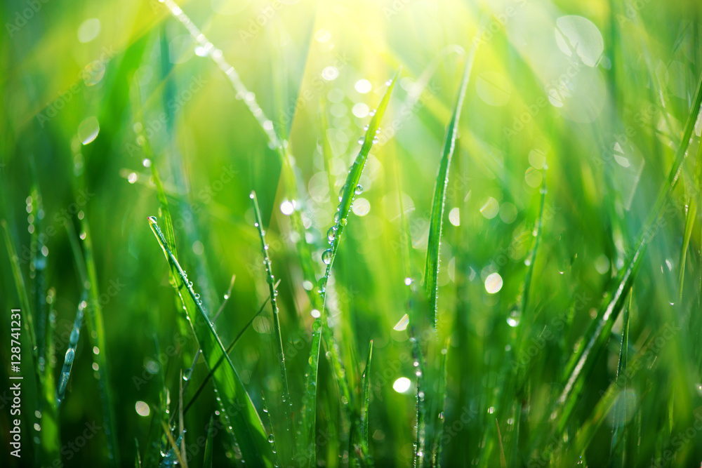 Obraz premium Grass. Fresh green spring grass with dew drops closeup