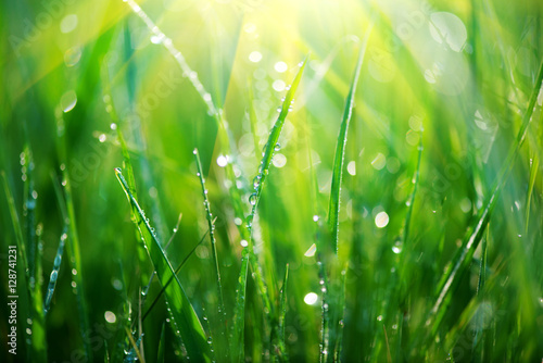 Grass. Fresh green spring grass with dew drops closeup