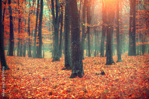 Obraz leśny krajobraz jesienną porą z kolorowymi liśćmi