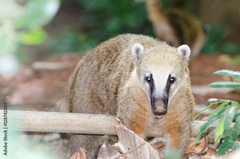 Obraz premium Curious coati standing watching