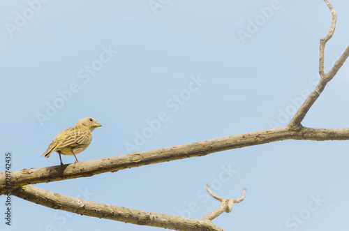 Bird on a tree branch with blue sky background