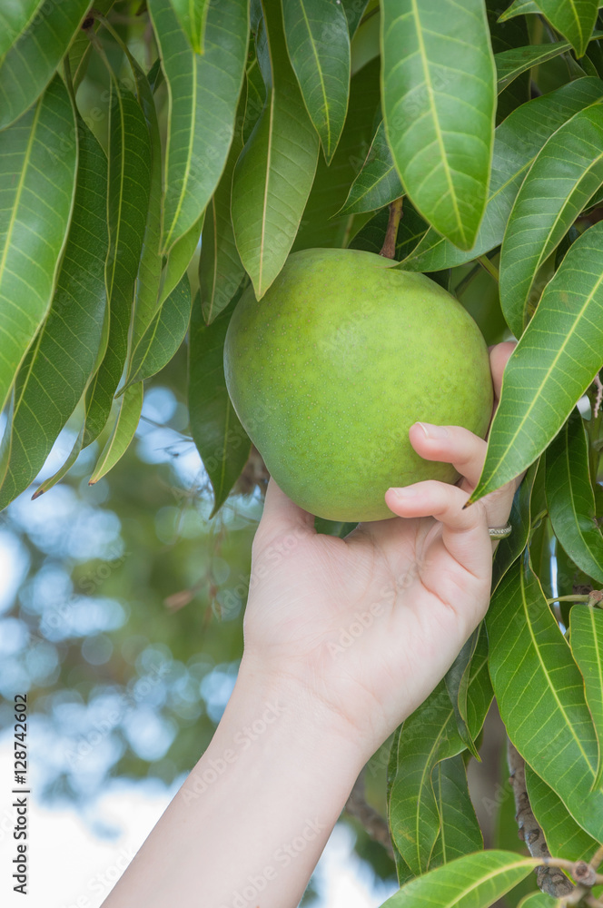 Hand of a woman holding a green mango fruit with some green leaves around from a mango tree. Hand of a woman holding a green mango fruit with some green leaves around from a mango tree.