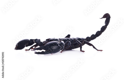 Giant Asian black scorpion