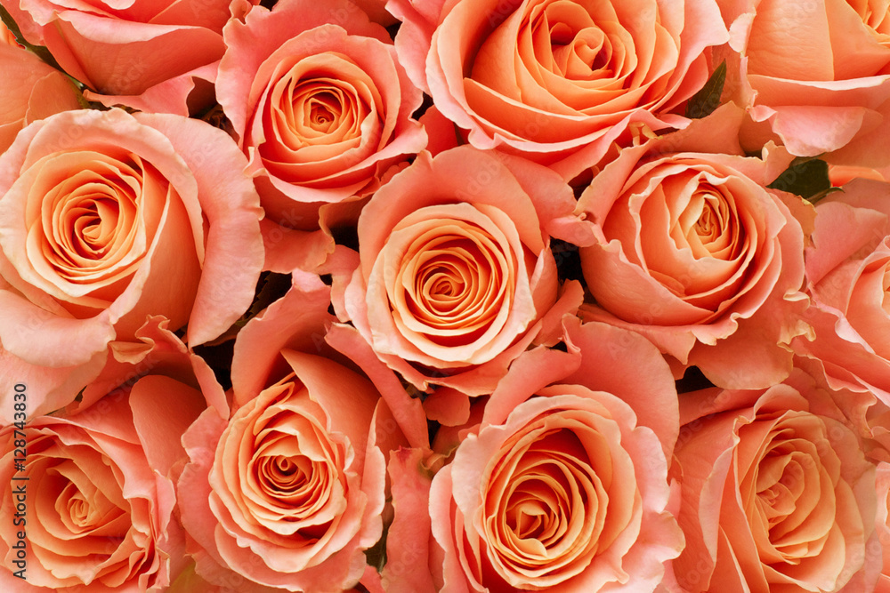 Naklejka premium Roses as a background