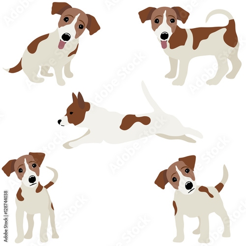 Jack Russell Terrier. Vector Illustration of a dog