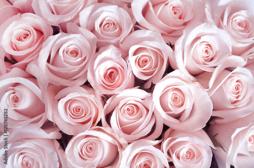 Fresh pink Roses on pastel pink background. Creative love layout