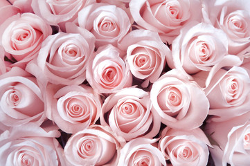 Poster Rozen Roze rozen bloementapijt  © Ev Thomas