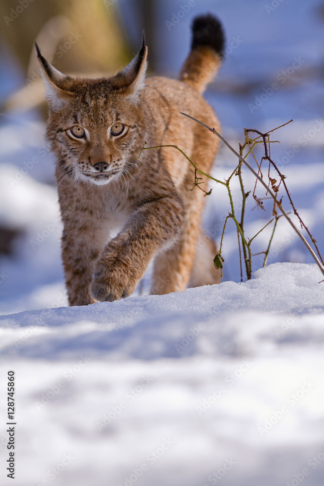 Lynx quietly stepping in snow