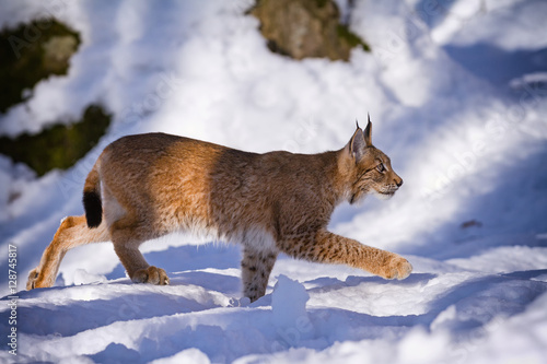 Fototapeta Naklejka Na Ścianę i Meble -  Lynx quietly stepping in snow