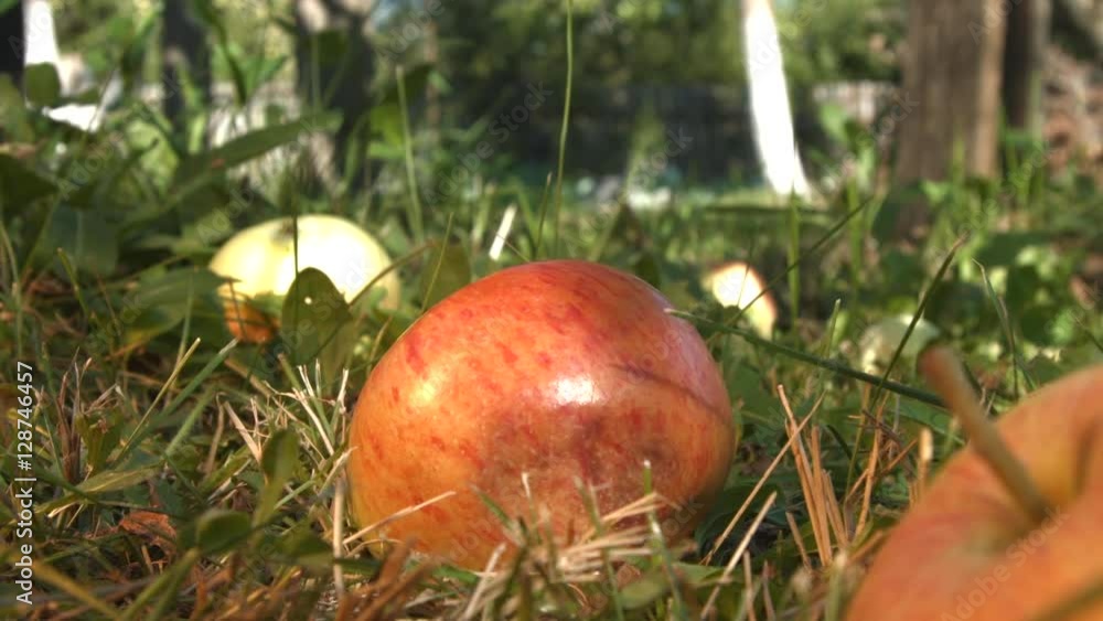 Apple on the grass. Apples closeup.
The apple falls into the grass. Apple on the grass. Apples closeup.
The apple falls into the grass.