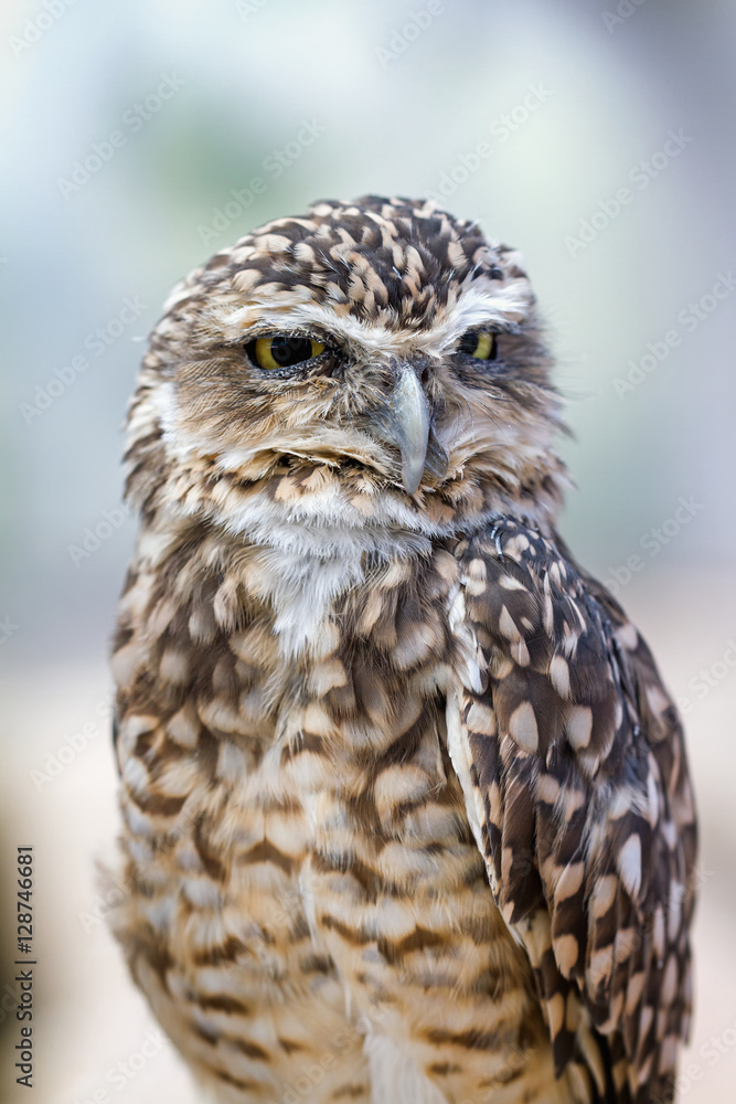 Portrait of small owl - Burrowing owl