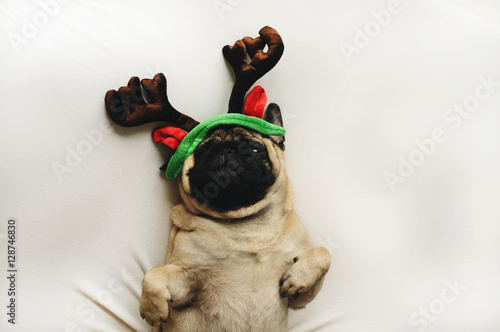 Pug dog in Christmas costume lying on white photo