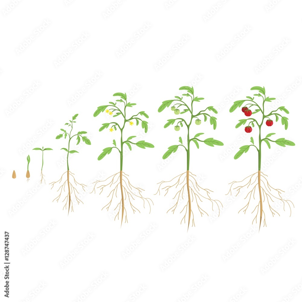 Tomato plant cycle. Growth progress. Tomato plant cycle. Growth progress.