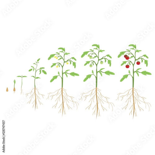 Tomato plant cycle. Growth progress. photo