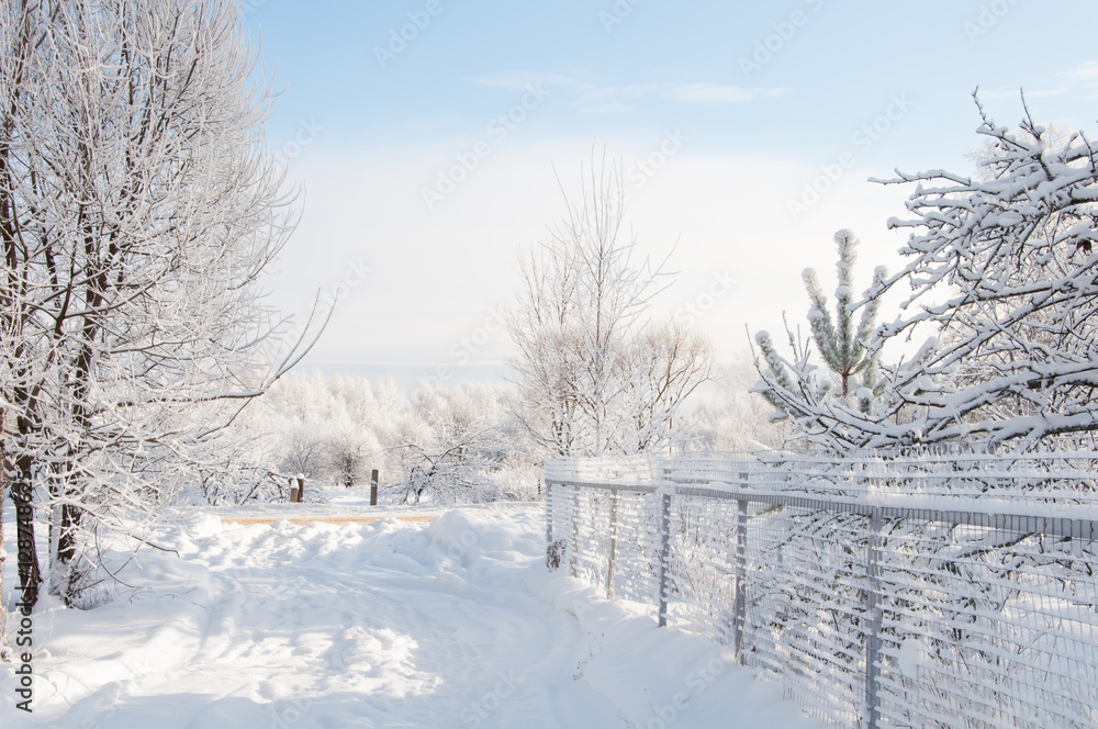 Obraz premium Winter rural landscape with snowy trees and fence