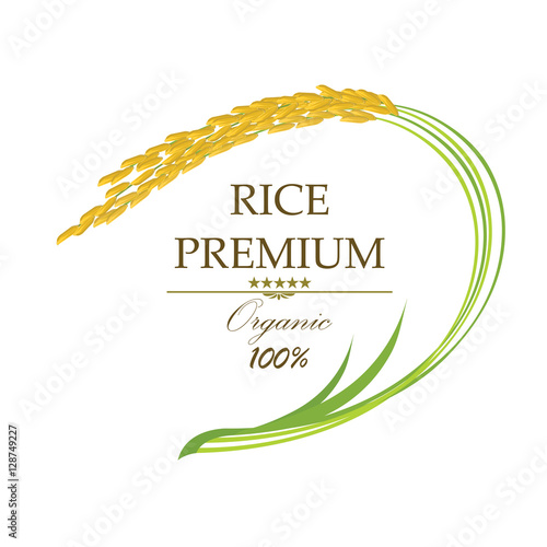Rice. Vector illustration.