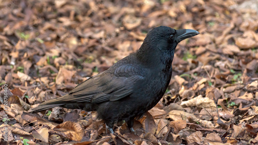 Black raven on forest floor with leaves. Black raven on forest floor with leaves.