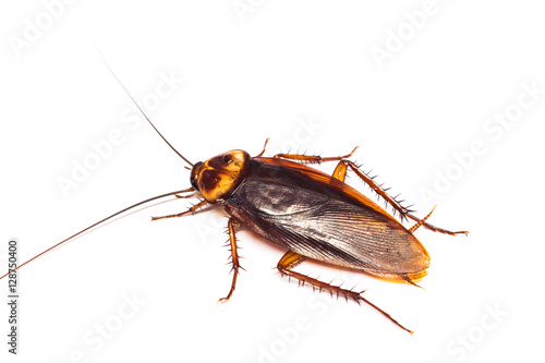 Top view a dead cockroach on white background