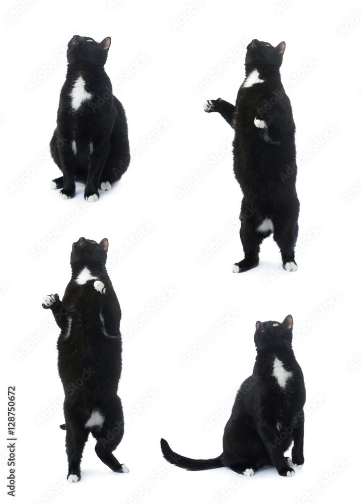 Sitting black cat isolated over the white background