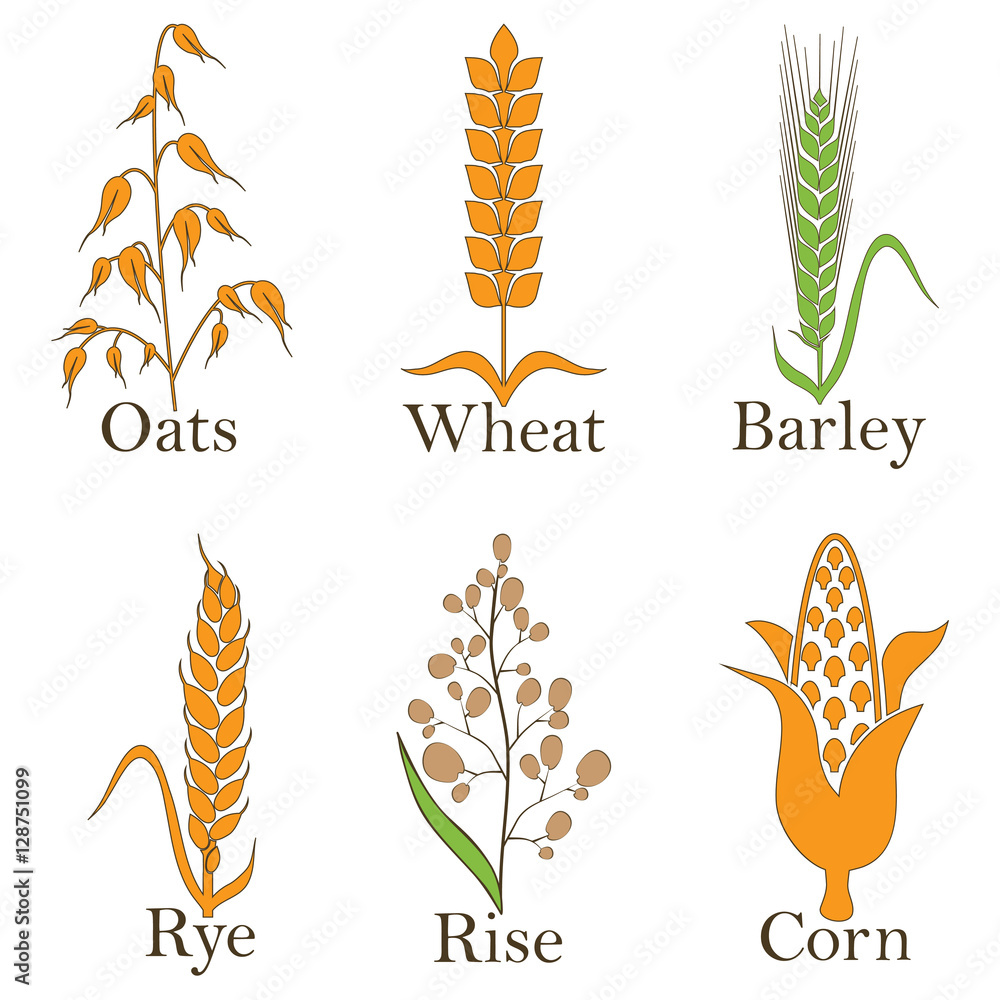 Cereals vector icons. rice, wheat, corn, oats, rye, and barley. . Stock