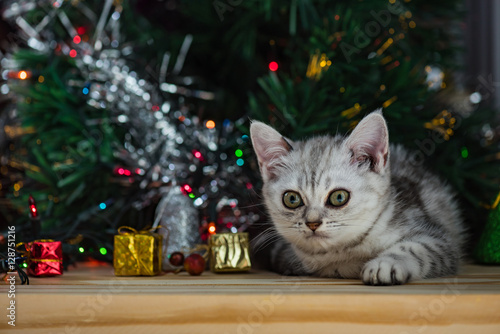 Cute kitten in christmas.