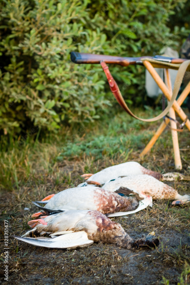 Fototapeta premium Dead ducks and hunting weapons. Trophy lying on the grass.
