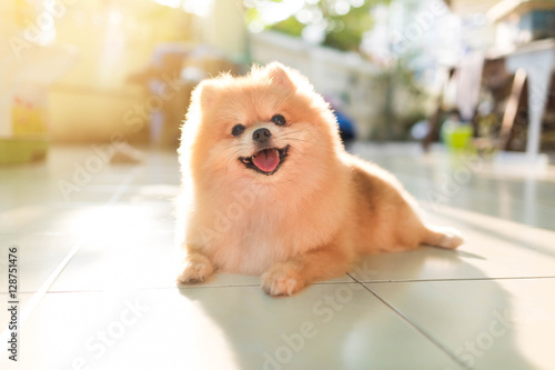 Obraz na plátně pomeranian spitz smiling watch the evening sun.