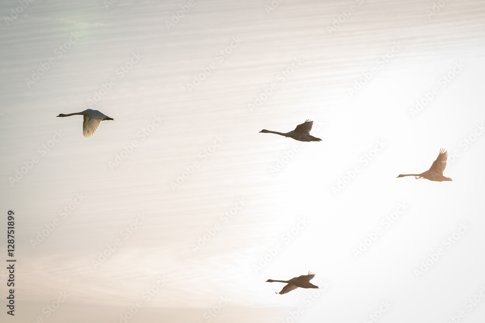 Naklejka premium Flying swans in morning light tone.